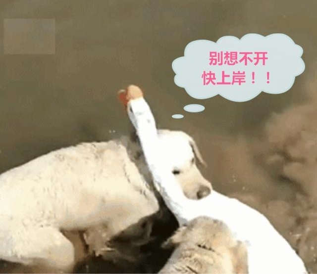鹅星人下水,遇上傻汪强行施救,鹅:苍天啊,我就想洗个澡啊!