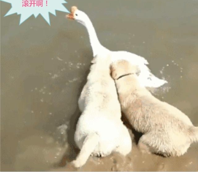 鹅星人下水,遇上傻汪强行施救,鹅:苍天啊,我就想洗个澡啊!