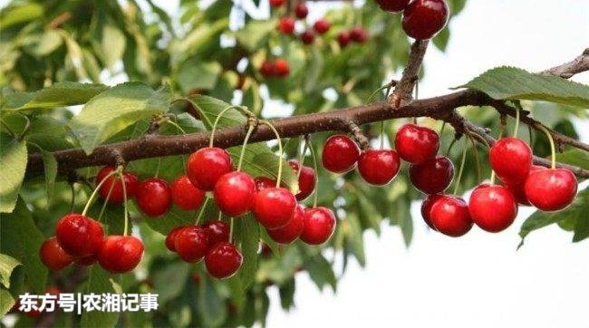 农民在路边卖30元一斤的它,两个礼拜赚足3万元