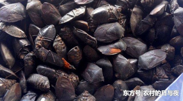 农村有种虫子“臭过屁”,农民非常厌恶,殊不知它对男性有大帮助