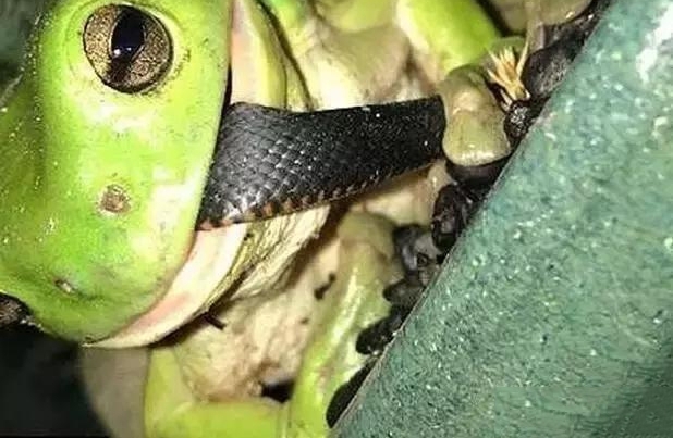 С���߳����ܲ��ɣ�����������ʳ