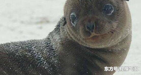 海狗赖上渔民兜风8小时:不是为了讨食,我这么可爱带我走吧