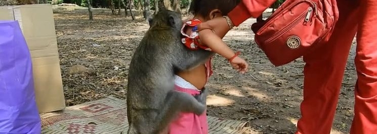 小妹妹在公园玩耍,没想到回家时猴子抱住女孩不让走,众人笑喷