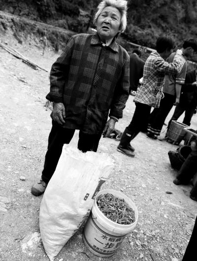 地道风物|“前些年才知道我们的懒汉茶叫白茶”