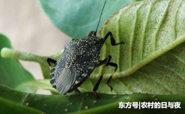 农村有种虫子“臭过屁”,农民非常厌恶,殊不知它对男性有大帮助