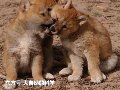 澳大利亚一种黄色的土著狗, 是一种即将灭绝的生物