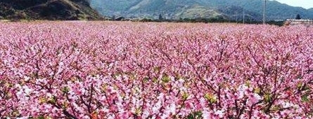 中国一铁路打破了蜀道难于上青天的神话,你知道是什么铁路吗?
