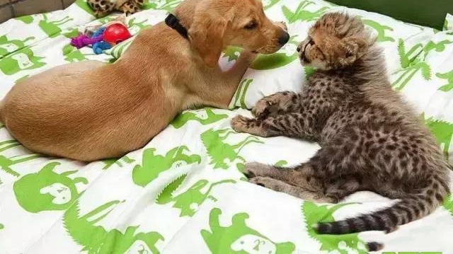 С�Ա���С����һ��������͹���Ϊ��������