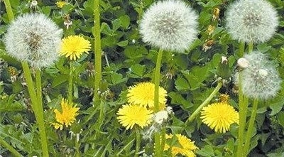 ũ����ġ�ҩ�ݻʺ󡱣��ܺõİ����������գ���߶Լ�����������