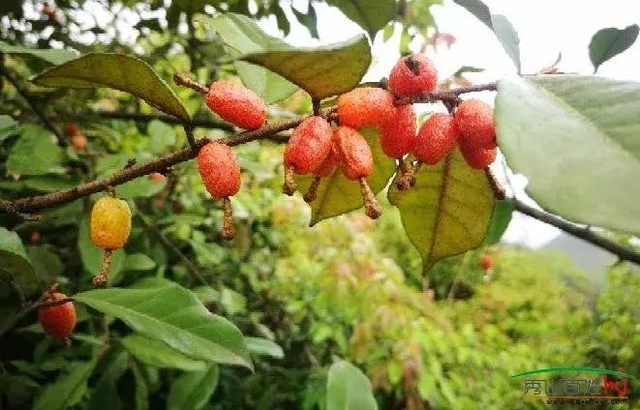 ¿�й���ƺ���ڶ��졷