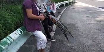 ũ���Ȳ�ʶ���ֲ�������·��150Ԫ�����������·�˿���������