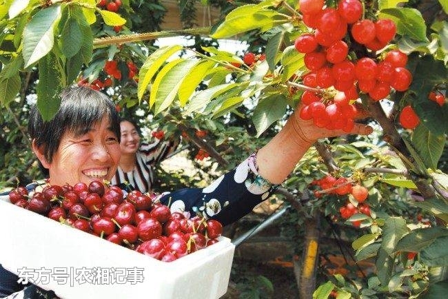 农民在路边卖30元一斤的它,两个礼拜赚足3万元