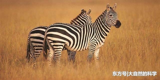 斑马的后踢能够踢碎狮子的头盖骨, 让狮子当场毙命