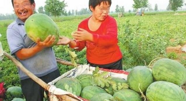 农村大爷种出了100斤的大西瓜