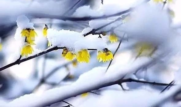 ũ�峣��һ��ֲ��ѩ���￪�������ܽг�����������