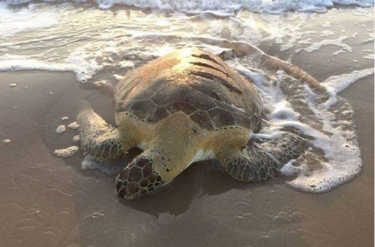 ��̲�߿���һֻ�ڹ�ſ�Ų���������һ���������ϵ��˺��Ż��ˣ�