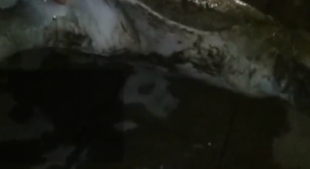男子在河边散步,岸边浮起不明物体,捞起一看竟是只58斤巨型鳖