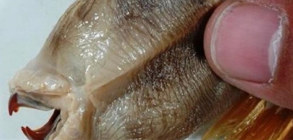 ���񲶻�һֻ�������ר�ҳƣ����������ں��׵�һ�ֺ�������