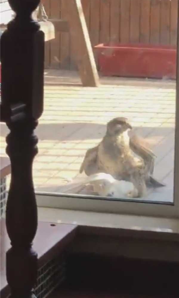 ��ӥ�ھ����¶̨������ ȴ���θ���̫�ʵ𲻶�