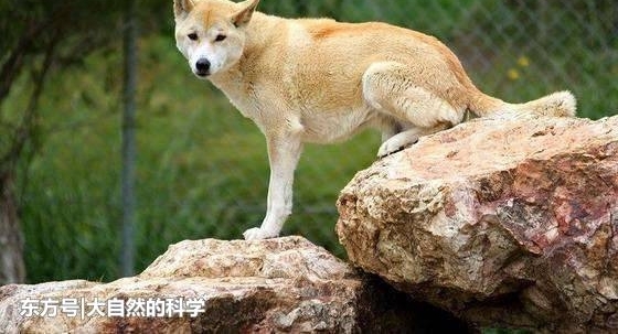澳大利亚一种黄色的土著狗, 是一种即将灭绝的生物