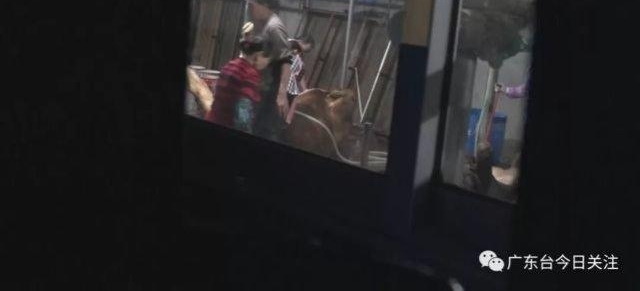 ���ˣ���ݸ������������������עˮţ��