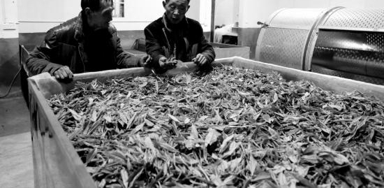 地道风物|“前些年才知道我们的懒汉茶叫白茶”