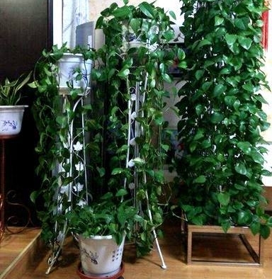 �ﶬ����������С���С������ԣ����ܵ��������ˣ�Ҷ�������ؾ���