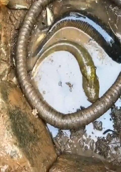 ũ��ˮ���޹���룬С���ɺ�ȴ�õ����⾪ϲ