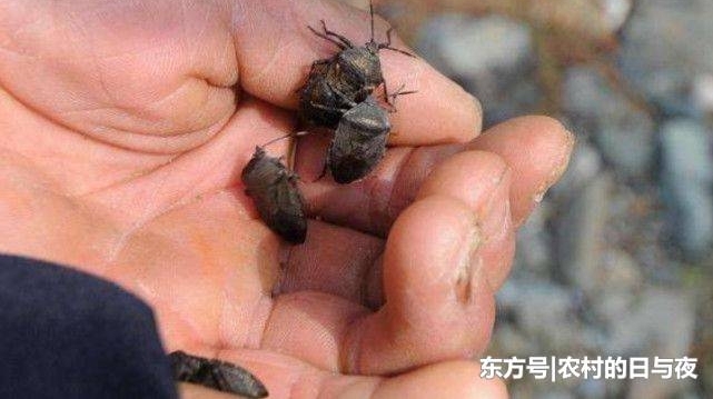 农村有种虫子“臭过屁”,农民非常厌恶,殊不知它对男性有大帮助