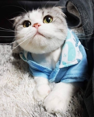 <strong>ɰСè</strong>