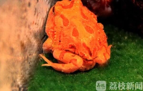��������������ܶ��ӡ����������Żƽ��