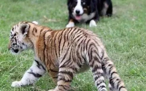 ������������Ȯ����һ������Ծ�����˶�Ϊ�⹷���ǣ�ԭ�������
