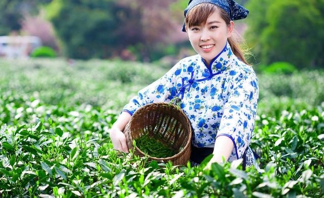 回农村采了两天茶,感觉勤快点可以月入过万,差点都想辞职了