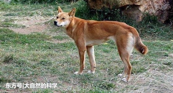 澳大利亚一种黄色的土著狗, 是一种即将灭绝的生物