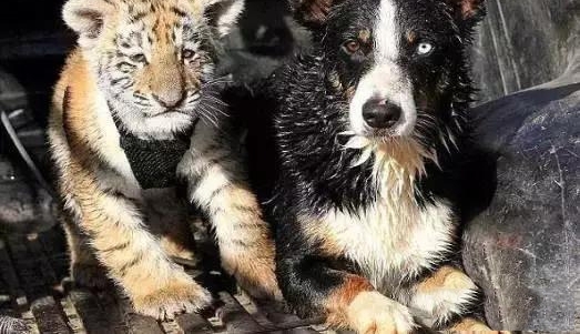 ������������Ȯ����һ������Ծ�����˶�Ϊ�⹷���ǣ�ԭ�������