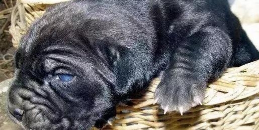 �о�ʱ�̻ṥ���˵�Ȯ�࣬�����Ŧ������Ȯ��ʵ�Ǻܰ�������Ȯ