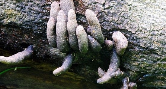 女孩在野外发现神秘植物,年长的村民称这是“地狱之手”