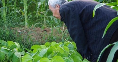 60岁的农村老人,交不起养老保险怎么办?专家:每月还有75元能领