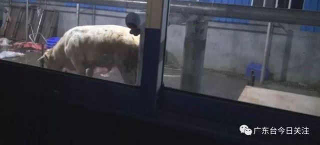 ���ˣ���ݸ������������������עˮţ��
