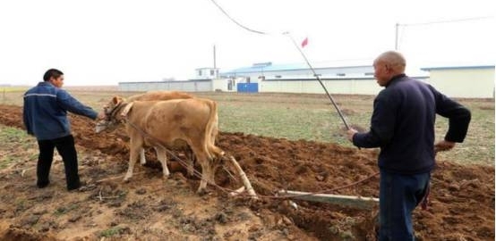 农村俗语:“冬至前犁金,冬至后犁银”,农民朋友为什么这么说?