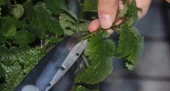 新理念农民爱盆栽:薄荷的扦插技术!