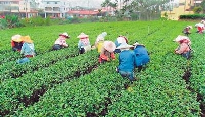 台湾农业缺工问题成“老大难”