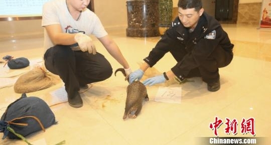 南宁海关破获穿山甲走私案 现场查扣活体14只