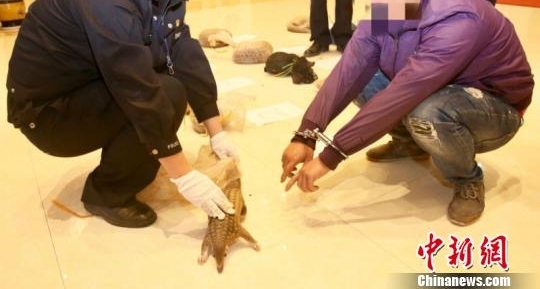 南宁海关破获穿山甲走私案 现场查扣活体14只