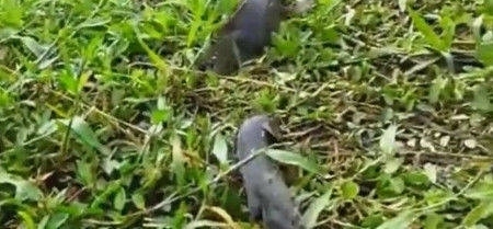 ������Ұ�ⷢ��һȺ����·���㣬�߽�һ��ȴ����ɵ���ˣ�