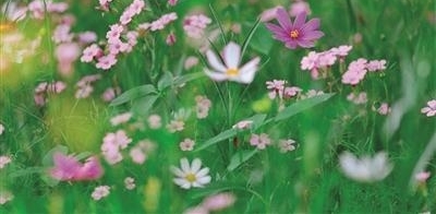花虽好看不是谁都能看 小心“脸上开花”
