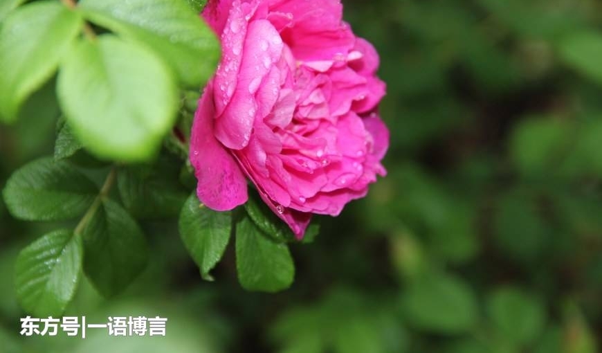 �������õ�廨����һƬ����Ѯ�����ж�����ҲҪð��ȥ��