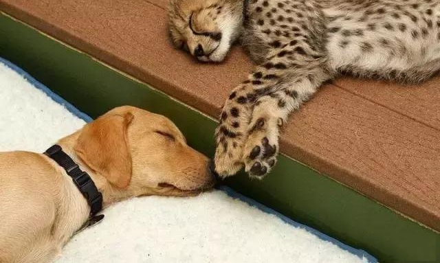С�Ա���С����һ��������͹���Ϊ��������