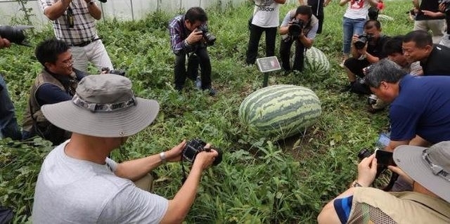 农村大爷种出了100斤的大西瓜