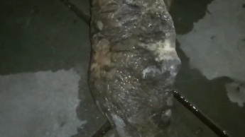 男子在河边散步,岸边浮起不明物体,捞起一看竟是只58斤巨型鳖